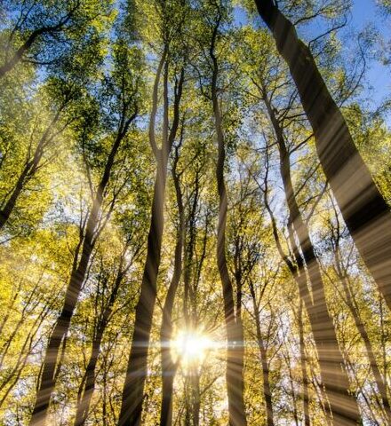 green and brown tree during daytime