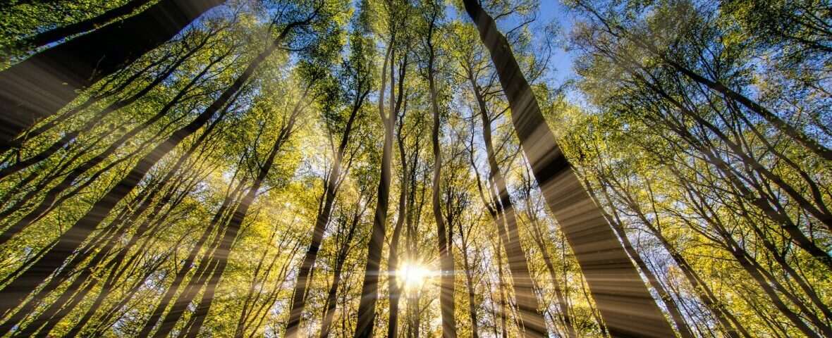 green and brown tree during daytime